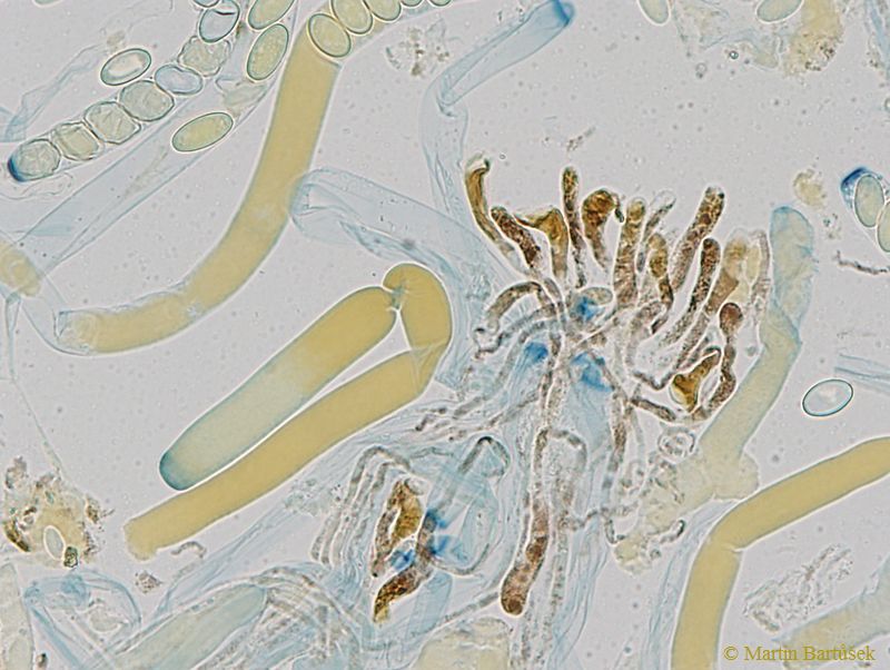řasnatka laločnatá, Peziza lobulata (Houby, Fungi)